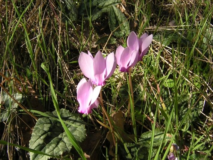 Cyclamen hederifolium